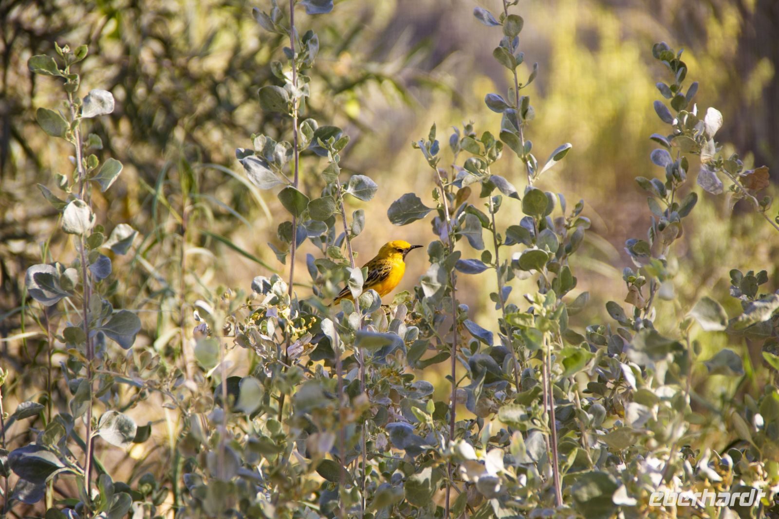 122 – Australien, Alice Springs, Desert Park &ndash; &copy; Vivien Fiedler (Eberhardt TRAVEL)
