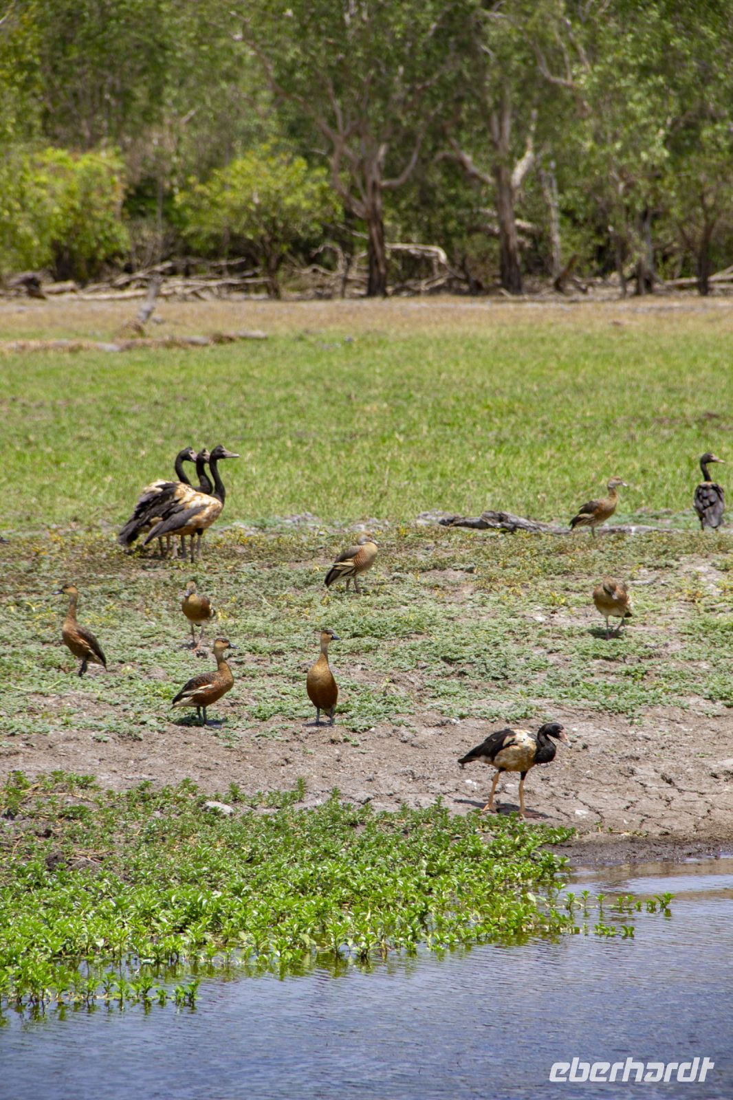 140 – Australien, Kakadu-Nationalpark &ndash; &copy; Vivien Fiedler (Eberhardt TRAVEL)