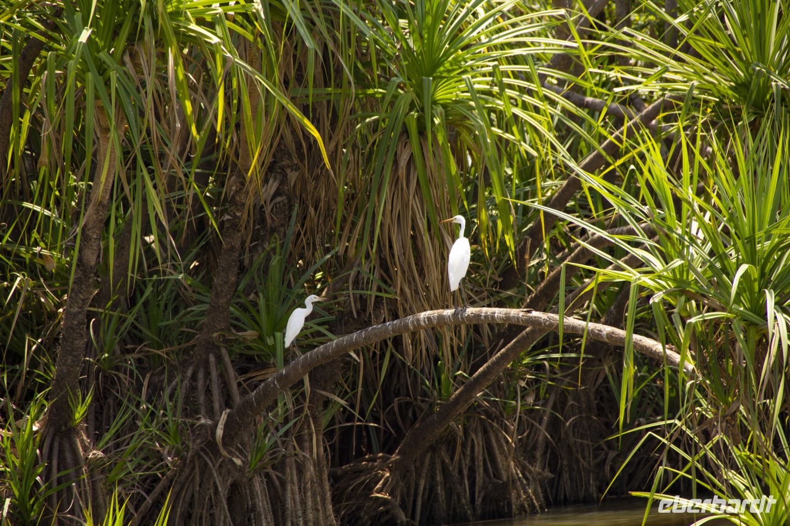 144 – Australien, Kakadu-Nationalpark &ndash; &copy; Vivien Fiedler (Eberhardt TRAVEL)