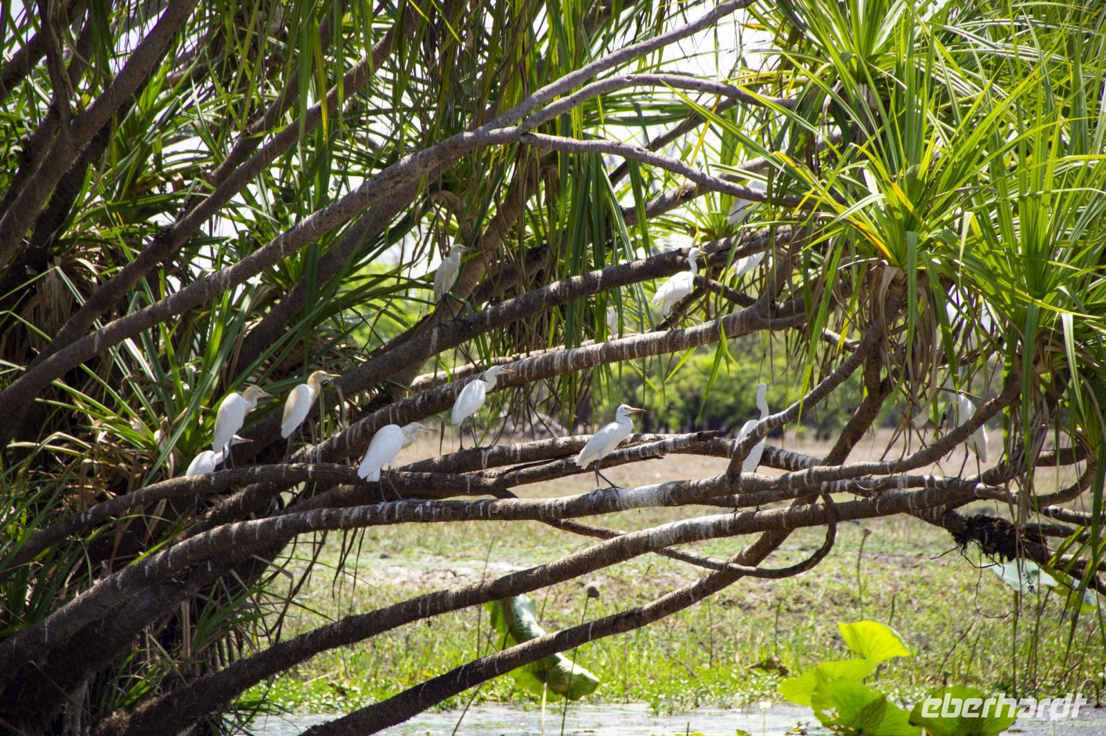 145 – Australien, Kakadu-Nationalpark &ndash; &copy; Vivien Fiedler (Eberhardt TRAVEL)