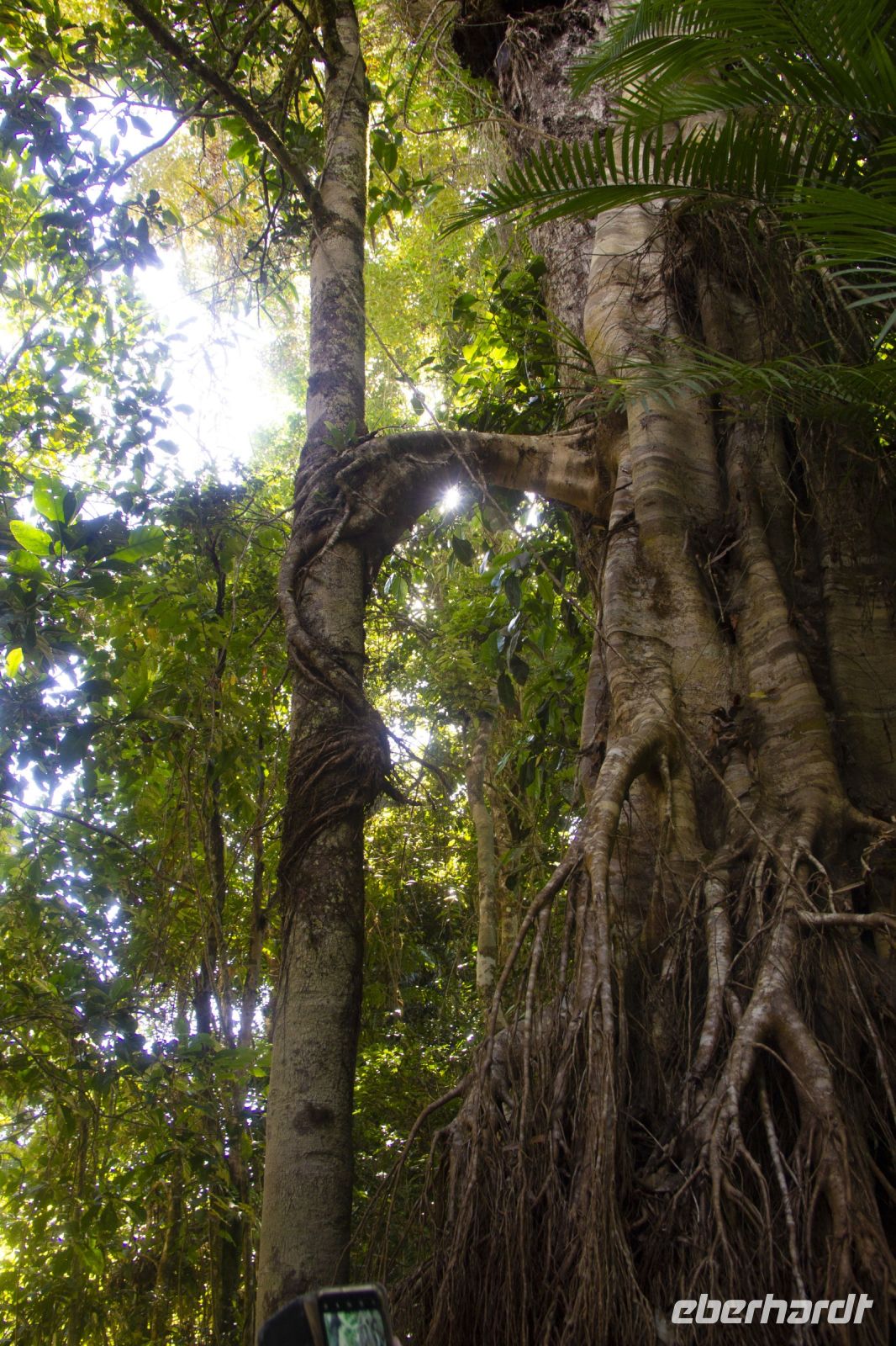 160 – Australien, Cairns, Kuranda &ndash; &copy; Vivien Fiedler (Eberhardt TRAVEL)