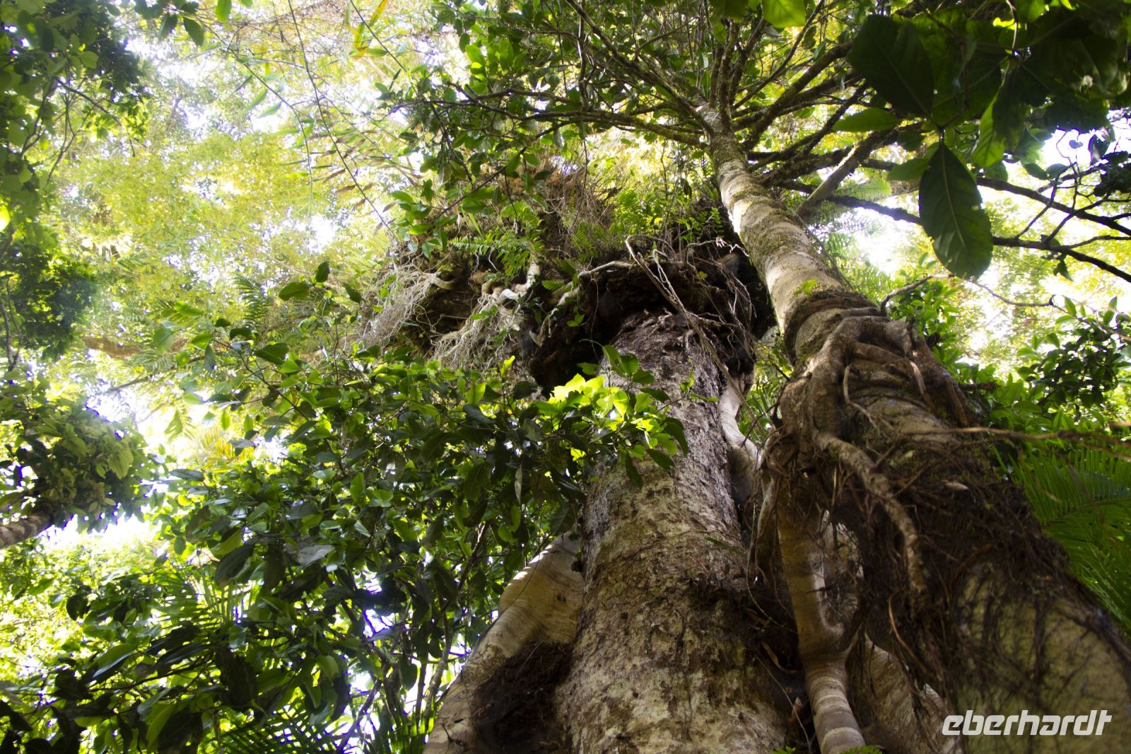 161 – Australien, Cairns, Kuranda &ndash; &copy; Vivien Fiedler (Eberhardt TRAVEL)