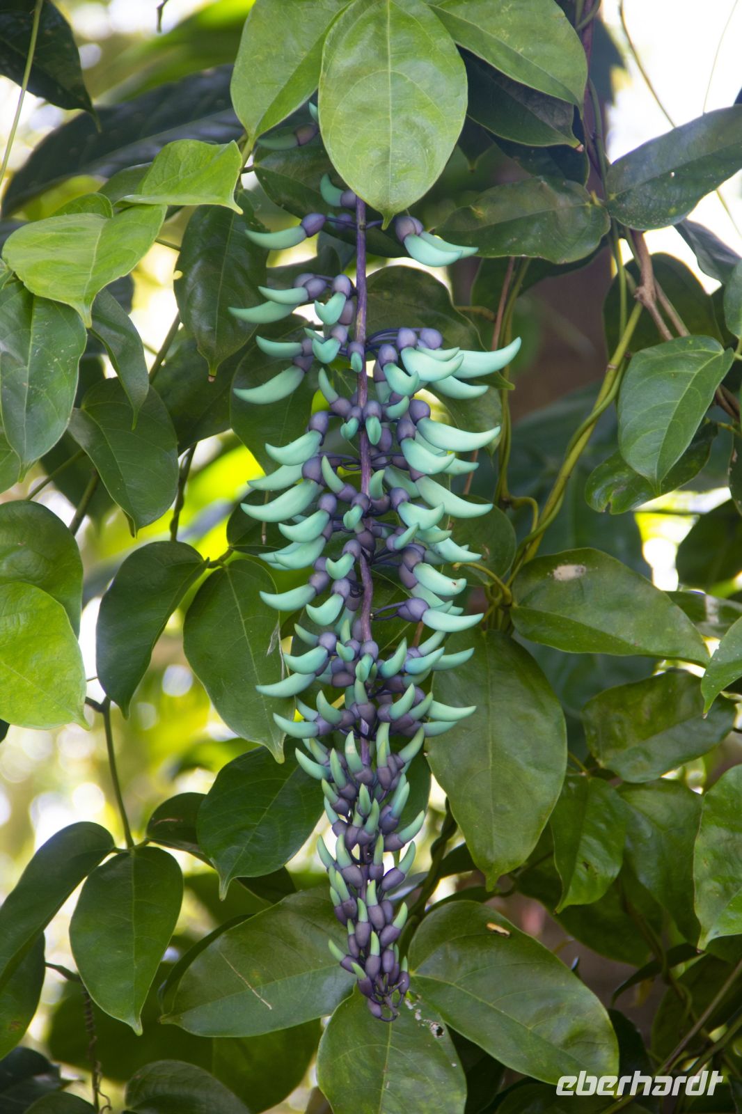 165 – Australien, Cairns, Kuranda &ndash; &copy; Vivien Fiedler (Eberhardt TRAVEL)
