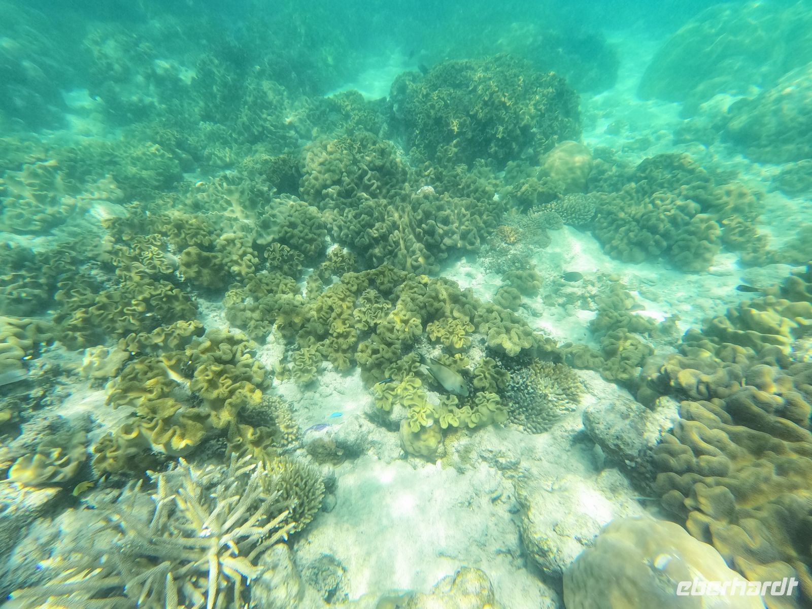 170.01 – Australien, Great Barrier Reef &ndash; &copy; Vivien Fiedler (Eberhardt TRAVEL)