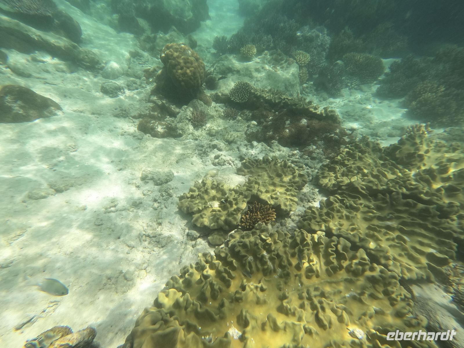 170.04 – Australien, Great Barrier Reef &ndash; &copy; Vivien Fiedler (Eberhardt TRAVEL)
