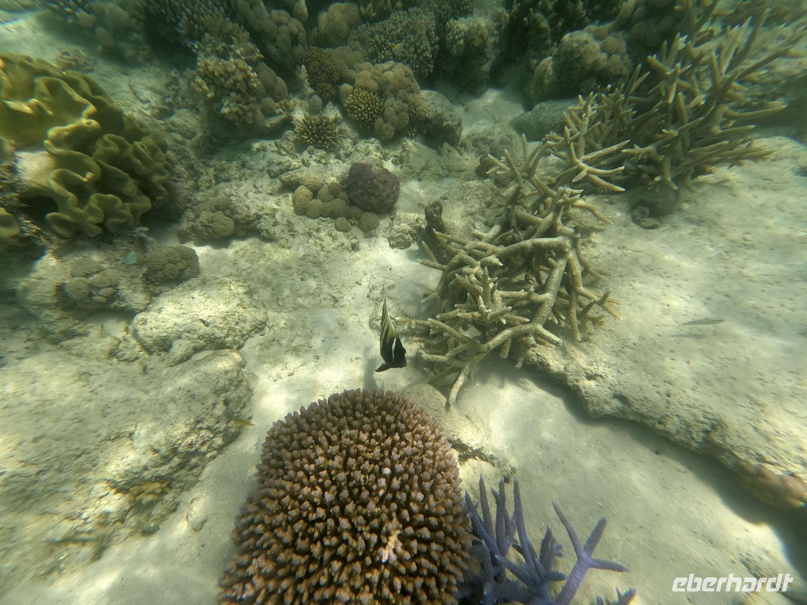 170.12 – Australien, Great Barrier Reef &ndash; &copy; Vivien Fiedler (Eberhardt TRAVEL)