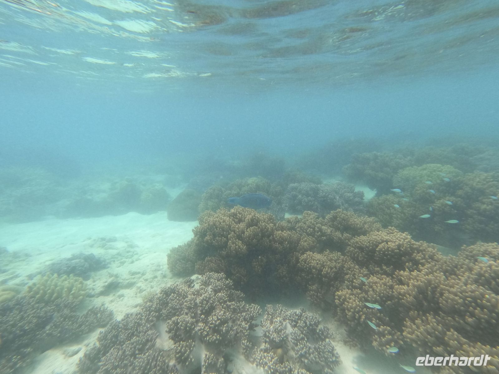 170.15 – Australien, Great Barrier Reef &ndash; &copy; Vivien Fiedler (Eberhardt TRAVEL)