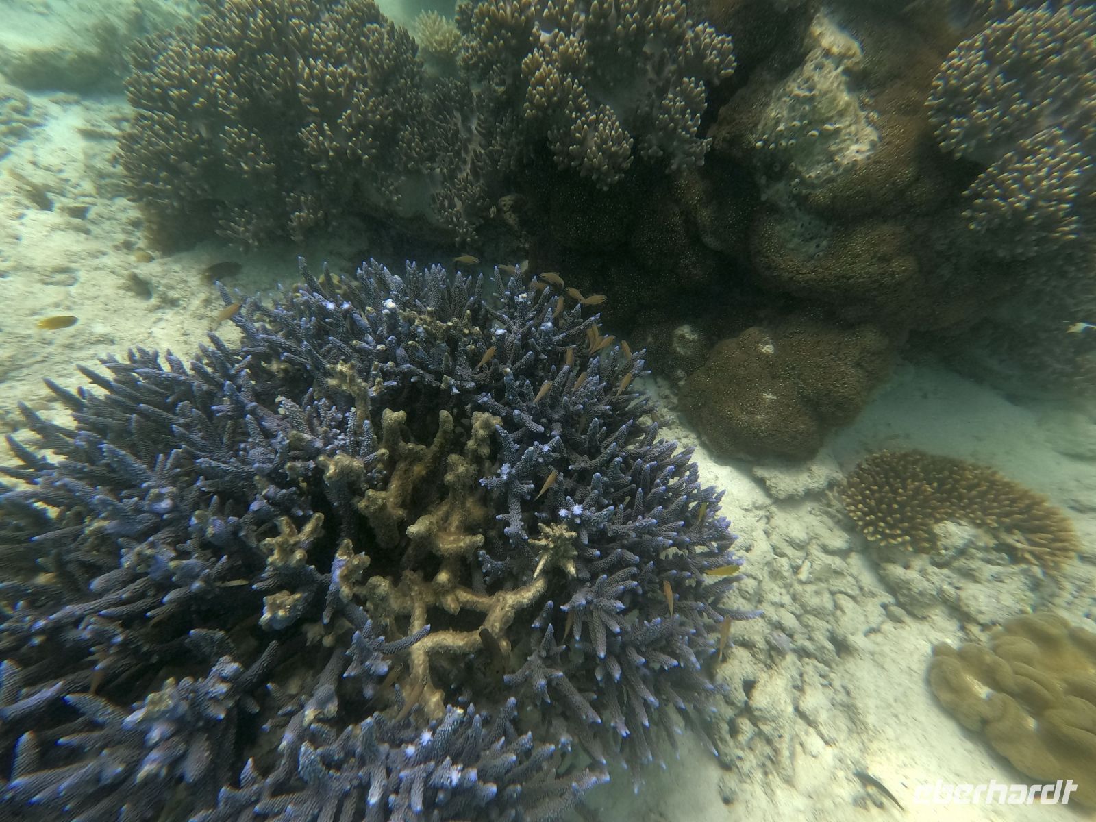 170.16 – Australien, Great Barrier Reef &ndash; &copy; Vivien Fiedler (Eberhardt TRAVEL)
