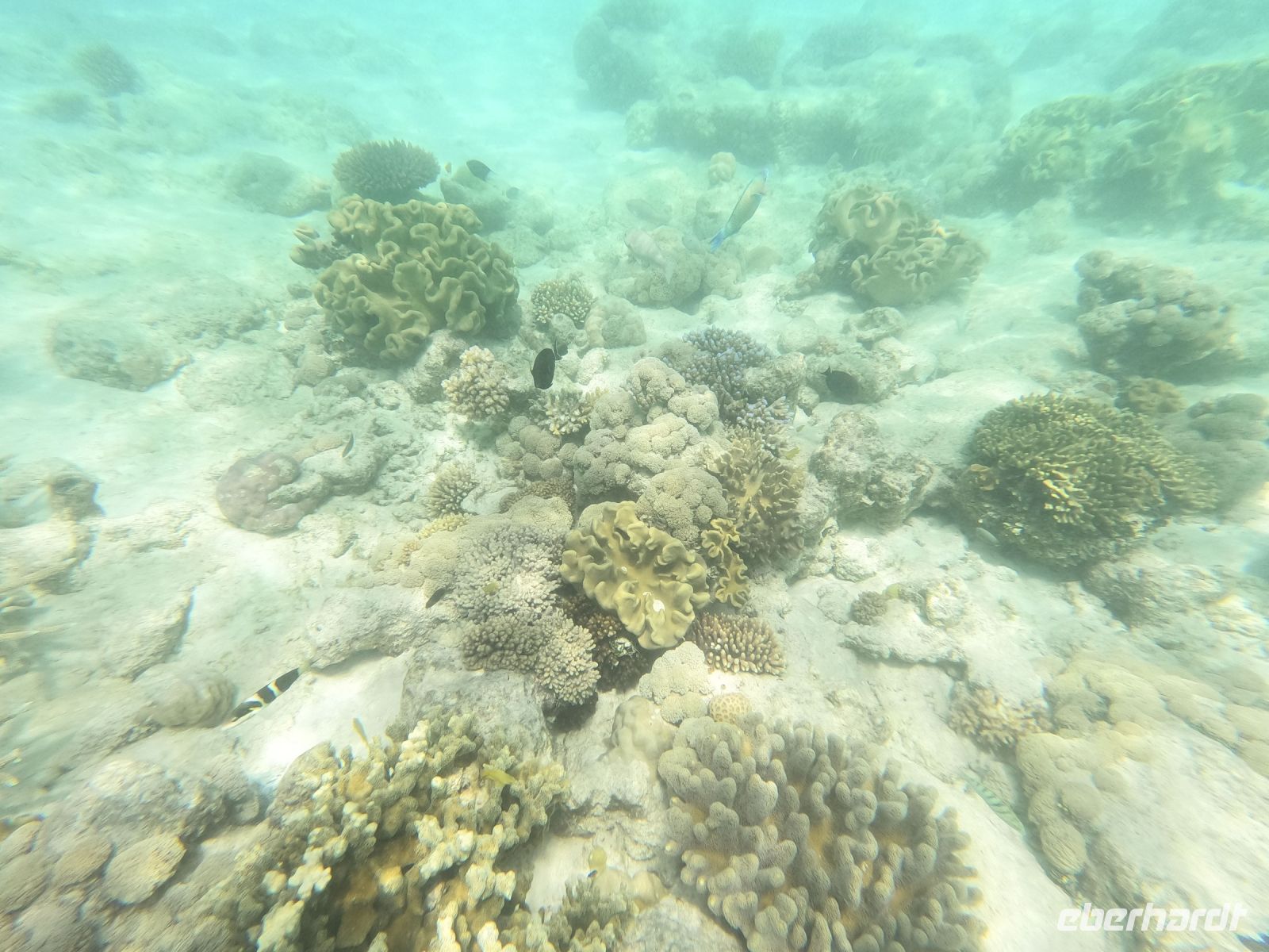 170.19 – Australien, Great Barrier Reef &ndash; &copy; Vivien Fiedler (Eberhardt TRAVEL)