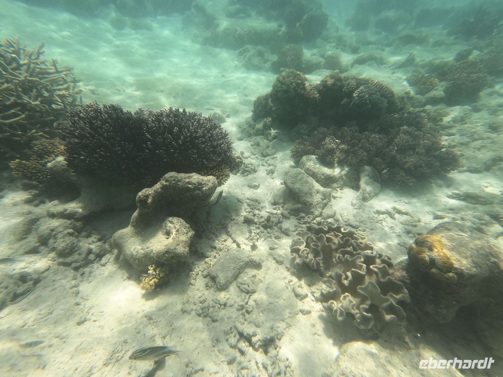 170.22 – Australien, Great Barrier Reef &ndash; &copy; Vivien Fiedler (Eberhardt TRAVEL)