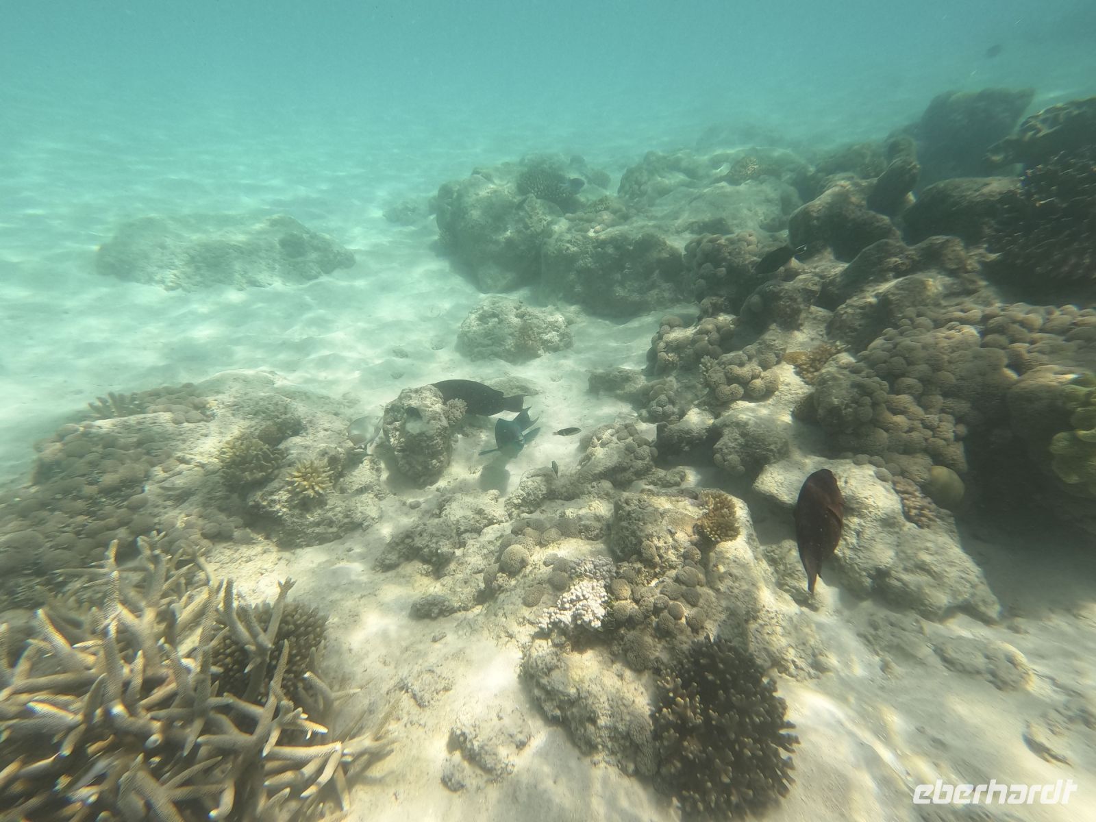 170.29 – Australien, Great Barrier Reef &ndash; &copy; Vivien Fiedler (Eberhardt TRAVEL)