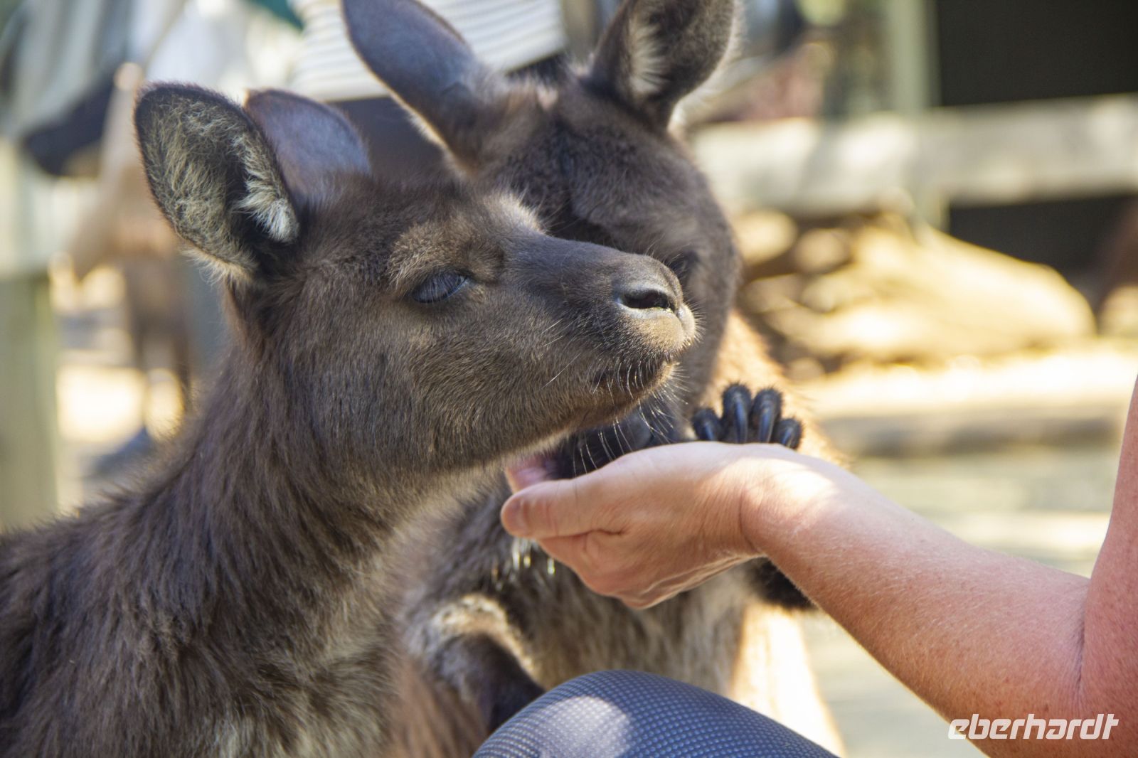 227 – Australien, Featherdale Wildlife Park &ndash; &copy; Vivien Fiedler (Eberhardt TRAVEL)