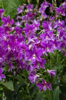 004 – Singapur, Orchideengarten &ndash; &copy; Vivien Fiedler (Eberhardt TRAVEL)
