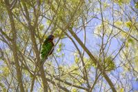 044 – Australien, Perth, Kings Park &ndash; &copy; Vivien Fiedler (Eberhardt TRAVEL)