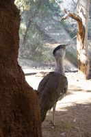 109 – Australien, Alice Springs, Desert Park &ndash; &copy; Vivien Fiedler (Eberhardt TRAVEL)