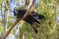 114 – Australien, Alice Springs, Desert Park &ndash; &copy; Vivien Fiedler (Eberhardt TRAVEL)