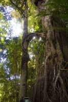 160 – Australien, Cairns, Kuranda &ndash; &copy; Vivien Fiedler (Eberhardt TRAVEL)