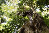 161 – Australien, Cairns, Kuranda &ndash; &copy; Vivien Fiedler (Eberhardt TRAVEL)
