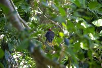166 – Australien, Cairns, Kuranda &ndash; &copy; Vivien Fiedler (Eberhardt TRAVEL)