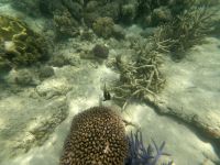 170.12 – Australien, Great Barrier Reef &ndash; &copy; Vivien Fiedler (Eberhardt TRAVEL)