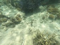 170.13 – Australien, Great Barrier Reef &ndash; &copy; Vivien Fiedler (Eberhardt TRAVEL)