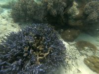 170.16 – Australien, Great Barrier Reef &ndash; &copy; Vivien Fiedler (Eberhardt TRAVEL)