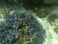 170.17 – Australien, Great Barrier Reef &ndash; &copy; Vivien Fiedler (Eberhardt TRAVEL)