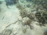 170.18 – Australien, Great Barrier Reef &ndash; &copy; Vivien Fiedler (Eberhardt TRAVEL)