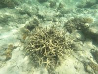 170.21 – Australien, Great Barrier Reef &ndash; &copy; Vivien Fiedler (Eberhardt TRAVEL)