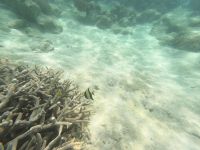 170.24 – Australien, Great Barrier Reef &ndash; &copy; Vivien Fiedler (Eberhardt TRAVEL)