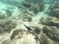 170.27 – Australien, Great Barrier Reef &ndash; &copy; Vivien Fiedler (Eberhardt TRAVEL)
