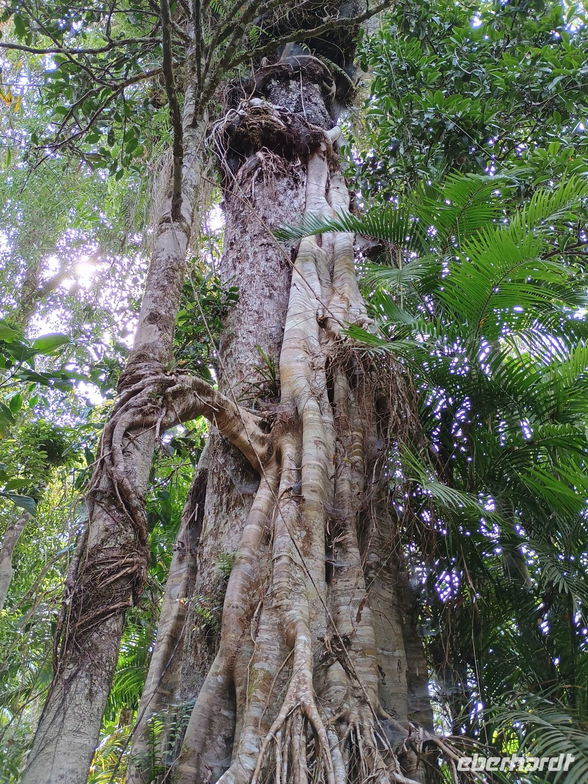 Cairns - Skyrail &ndash; &copy; Johanna König (Eberhardt TRAVEL)