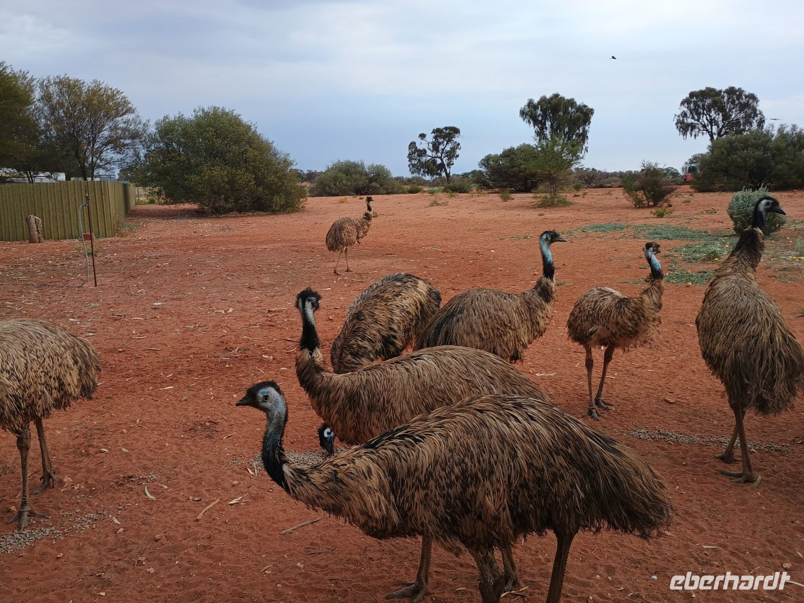 Erldunda - Emu  &ndash; &copy; Johanna König (Eberhardt TRAVEL)