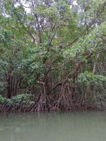 Cairns - Daintree Fluss &ndash; &copy; Johanna König (Eberhardt TRAVEL)