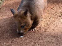 Australien - grenzenloses Fernweh: Besuch bei den Tieren Australiens &ndash; &copy; Ekkehard Villing (Eberhardt TRAVEL)