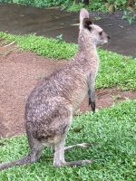 Australien - grenzenloses Fernweh: Besuch bei den Tieren Australiens &ndash; &copy; Ekkehard Villing (Eberhardt TRAVEL)