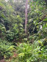 Australien - grenzenloses Fernweh: Im Regenwald bei Kuranda &ndash; &copy; Ekkehard Villing (Eberhardt TRAVEL)
