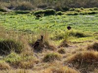 5. Reisetag – Tagesausflug in den Norden von Perth – Kängurus im Yanchep-Nationalpark &ndash; &copy; Andreas Wolfsteller (Eberhardt TRAVEL)