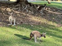 5. Reisetag – Tagesausflug in den Norden von Perth – Kängurus im Yanchep-Nationalpark &ndash; &copy; Andreas Wolfsteller (Eberhardt TRAVEL)