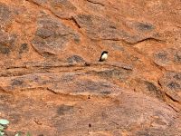 9. Reisetag – „Kunja Walk“ zum Wasserloch am Uluru – Gartenfächerschwanz (Willie Wagtail) &ndash; &copy; Andreas Wolfsteller (Eberhardt TRAVEL)