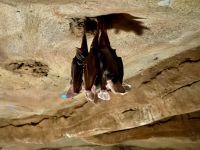 10. Reisetag – Besuch im Alice Springs Desert Park – Fledermäuse &ndash; &copy; Andreas Wolfsteller (Eberhardt TRAVEL)