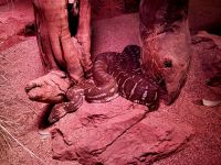 10. Reisetag – Besuch im Alice Springs Desert Park – Centralian Carpet Python &ndash; &copy; Andreas Wolfsteller (Eberhardt TRAVEL)