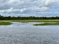 13. Reisetag – Bootstour auf dem South Alligator River im Kakadu-Nationalpark – Reiher &ndash; &copy; Andreas Wolfsteller (Eberhardt TRAVEL)