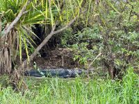 13. Reisetag – Bootstour auf dem South Alligator River im Kakadu-Nationalpark – Riesiges Krokodil &ndash; &copy; Andreas Wolfsteller (Eberhardt TRAVEL)