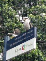 lachender Hans - Kookaburro &ndash; &copy; Mariele Koeckeritz (Eberhardt TRAVEL)