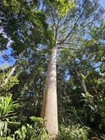 Regenwald &ndash; &copy; Mariele Koeckeritz (Eberhardt TRAVEL)