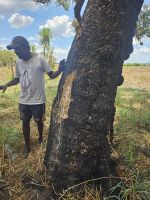 Aboriginal Guide Shaun &ndash; &copy; Mariele Koeckeritz (Eberhardt TRAVEL)