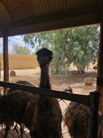 Emus &ndash; &copy; Mariele Koeckeritz (Eberhardt TRAVEL)