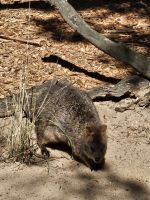 Quokka  &ndash; &copy; Mariele Koeckeritz (Eberhardt TRAVEL)