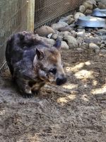 Wombat &ndash; &copy; Mariele Koeckeritz (Eberhardt TRAVEL)